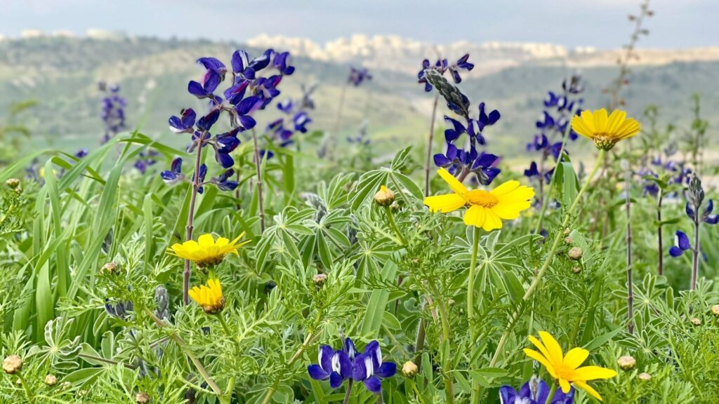 Go on a nature hike for family day and see the beautiful purple and yellow flowers in Israel