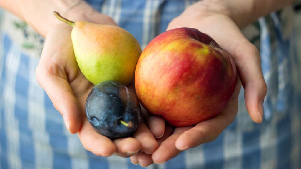 Fruit in hands symbolizing Shavuot firstfruits