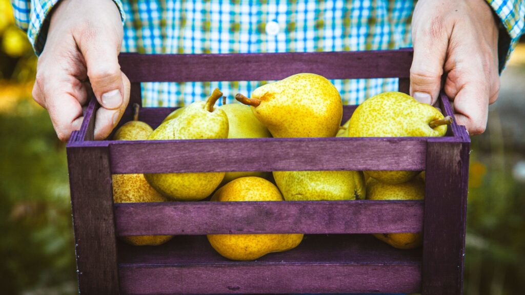 Basket of pears symbolizing firstfruits, gratitude, Shavuot